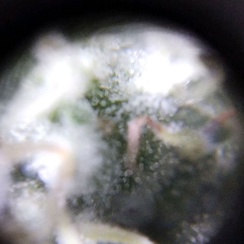 Las negras growlog timeline photo