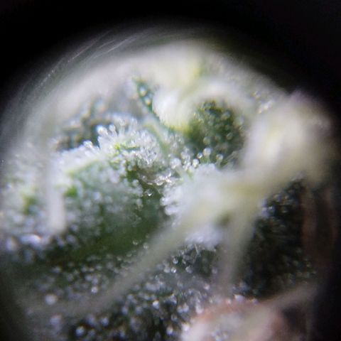 Las negras growlog timeline photo