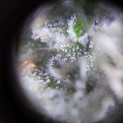 Las negras growlog timeline photo