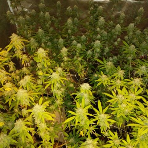 Las negras growlog timeline photo