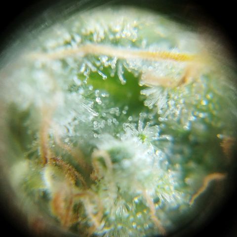 Las frutas  growlog timeline photo