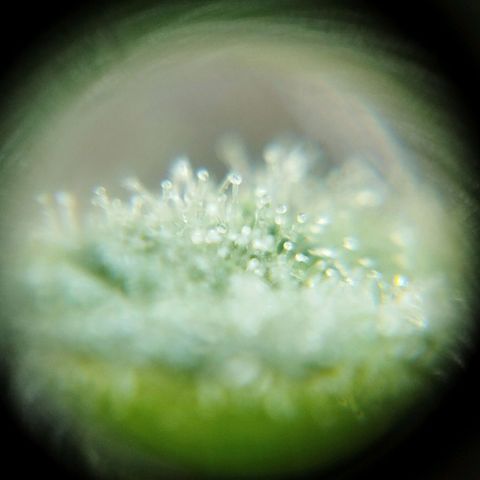 Las frutas  growlog timeline photo