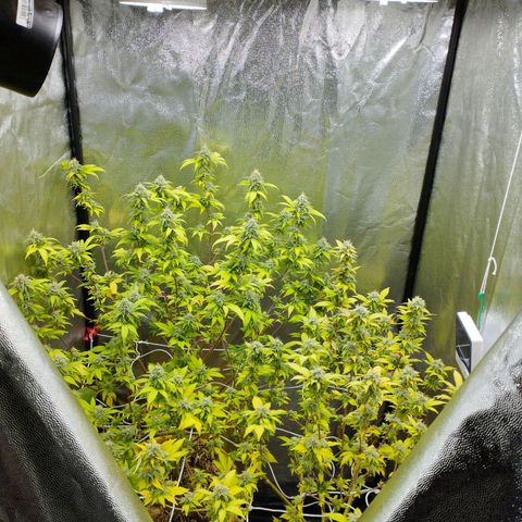 Las frutas  growlog timeline photo