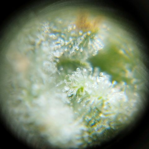 Las frutas  growlog timeline photo