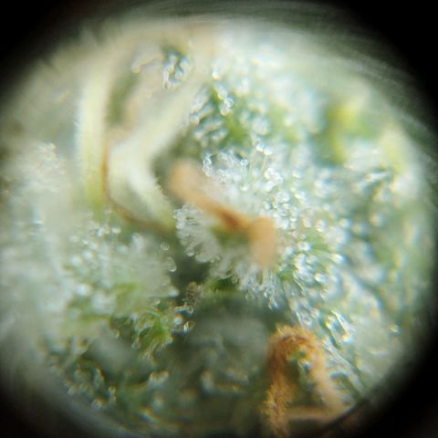Las frutas  growlog timeline photo