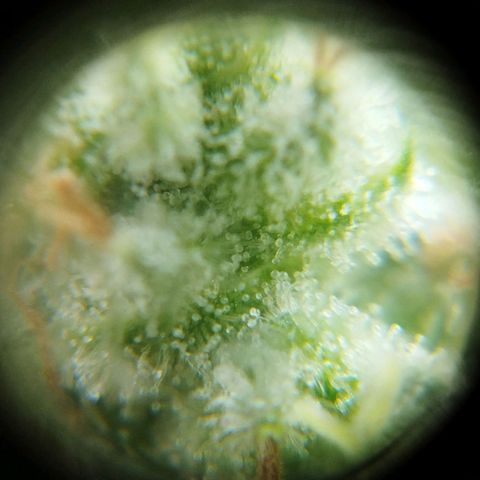 Las frutas  growlog timeline photo