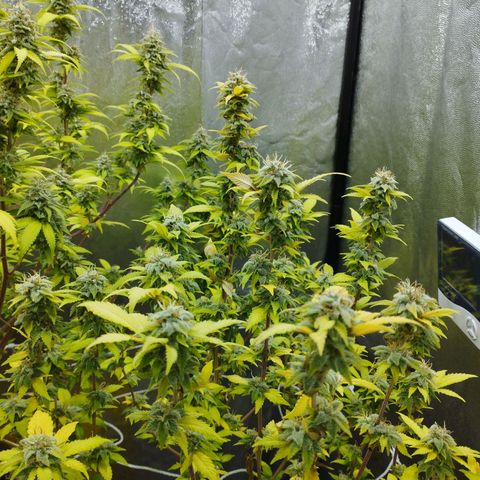 Las frutas  growlog timeline photo