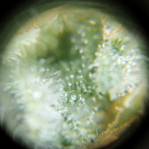 Las frutas  growlog timeline photo