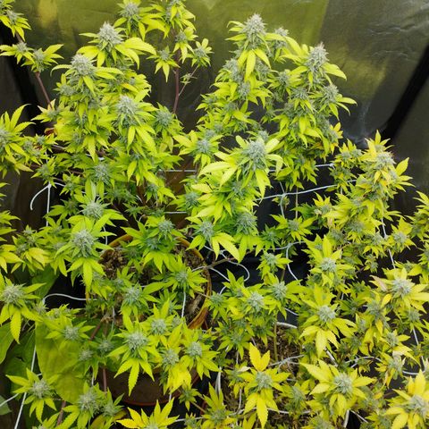 Las frutas  growlog timeline photo