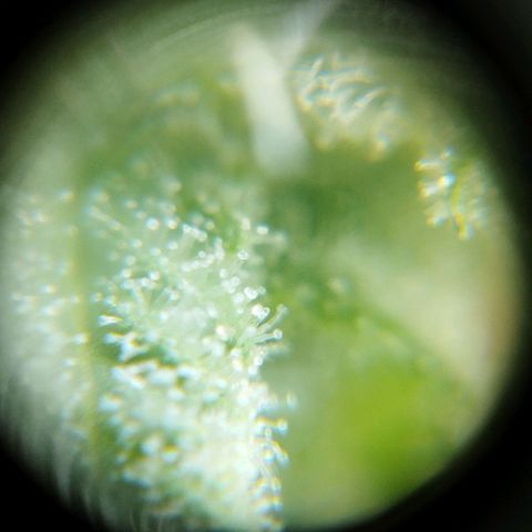 Las frutas  growlog timeline photo