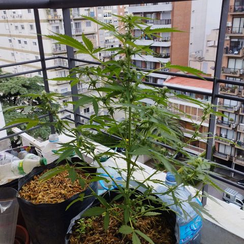 Skunks barcelonienses growlog timeline photo