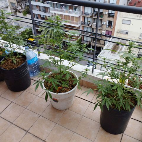 Skunks barcelonienses growlog timeline photo