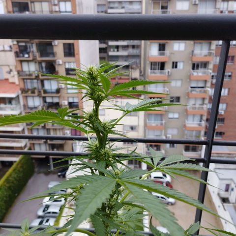 Skunks barcelonienses growlog timeline photo