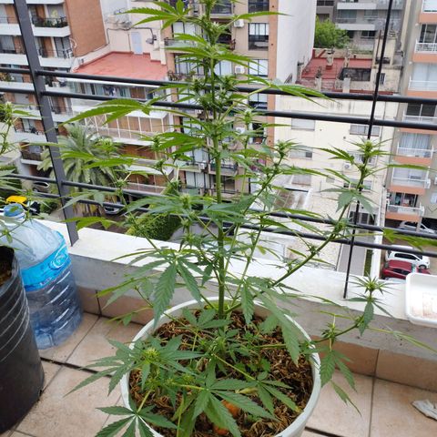 Skunks barcelonienses growlog timeline photo