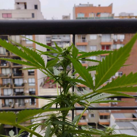 Skunks barcelonienses growlog timeline photo