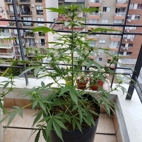 Skunks barcelonienses growlog timeline photo