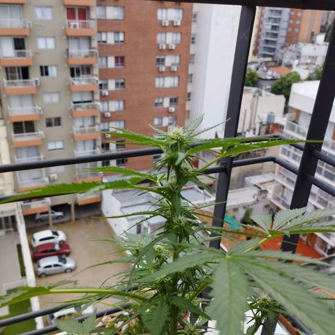 Skunks barcelonienses growlog timeline photo