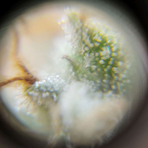 Las negras growlog timeline photo