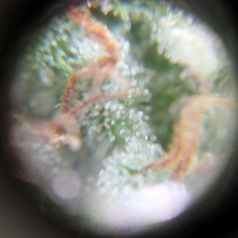 Las negras growlog timeline photo