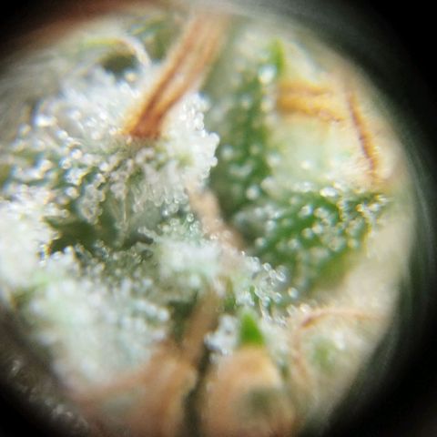 Las negras growlog timeline photo