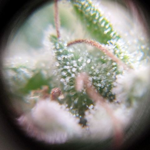 Las negras growlog timeline photo
