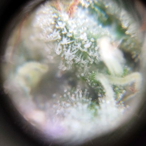 Las negras growlog timeline photo