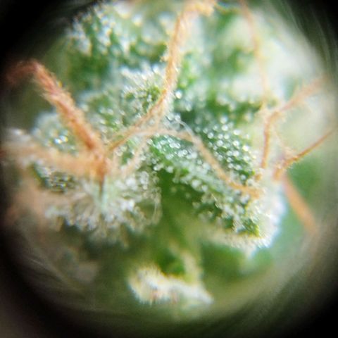 Las negras growlog timeline photo