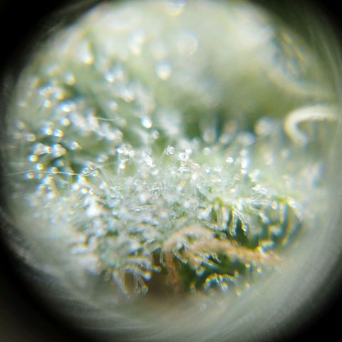 Las frutas  growlog timeline photo