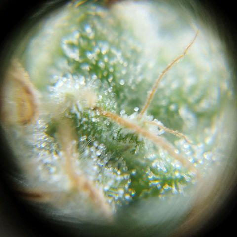 Las frutas  growlog timeline photo
