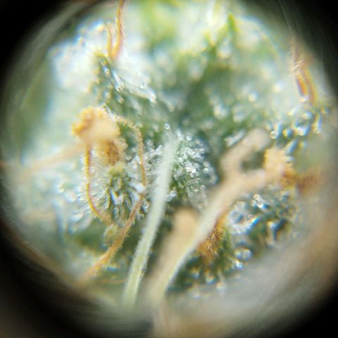 Las frutas  growlog timeline photo