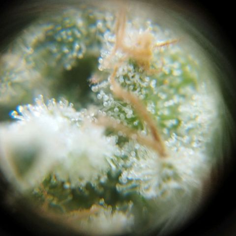 Las frutas  growlog timeline photo
