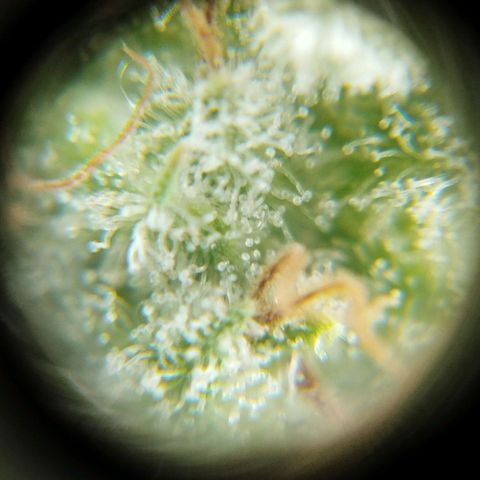 Las frutas  growlog timeline photo