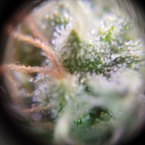 Las negras growlog timeline photo