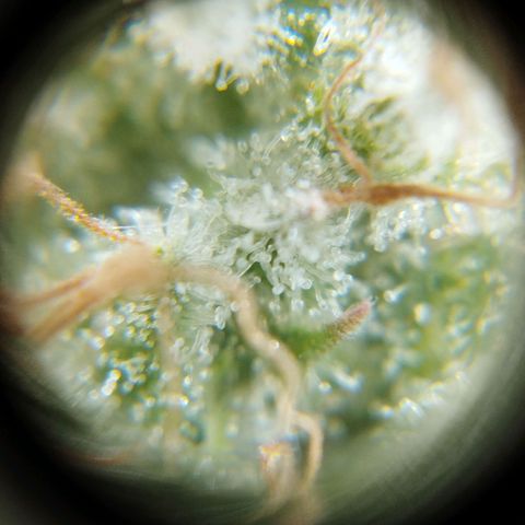 Las frutas  growlog timeline photo