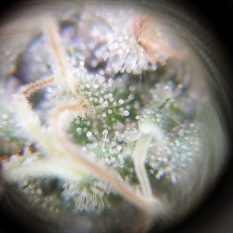 Las negras growlog timeline photo