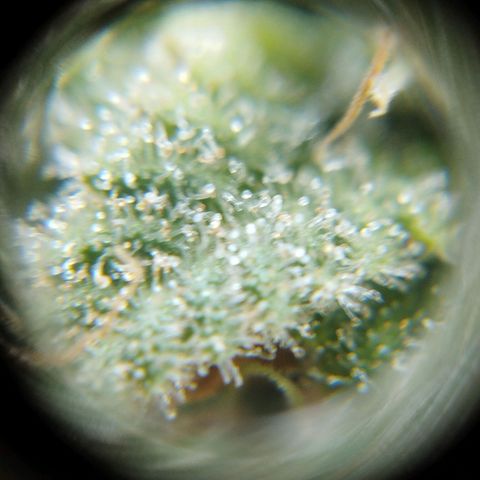 Las frutas  growlog timeline photo