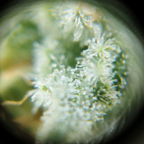 Las frutas  growlog timeline photo