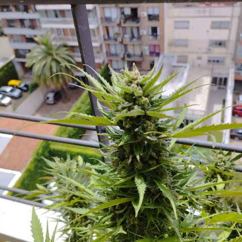Skunks barcelonienses growlog photo: las peques del balcon