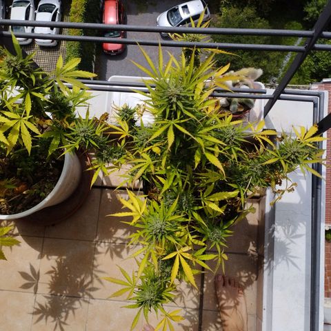 Skunks barcelonienses growlog photo: las peques del balcon