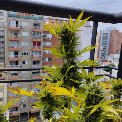 Skunks barcelonienses growlog photo: las peques del balcon