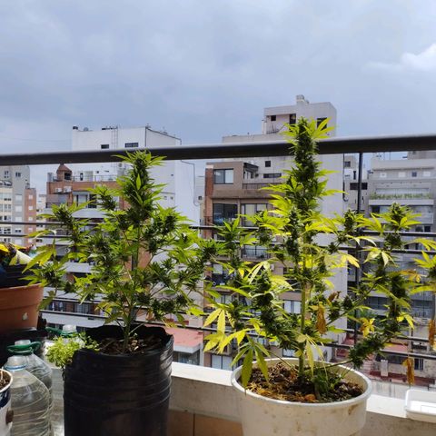 Skunks barcelonienses growlog photo: las peques del balcon
