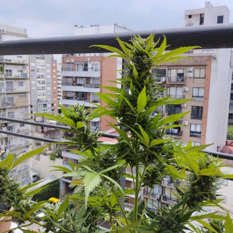 Skunks barcelonienses growlog photo: las peques del balcon