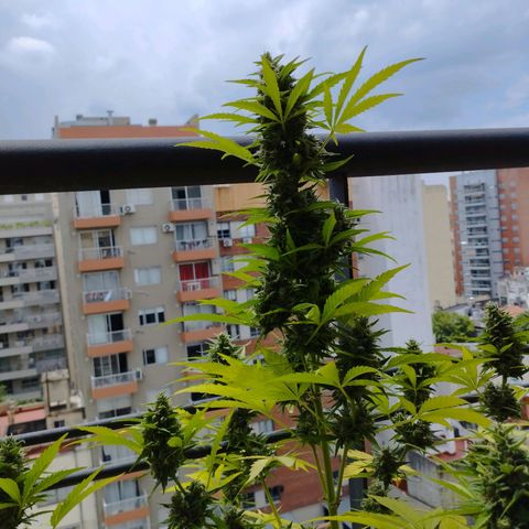 Skunks barcelonienses growlog photo: las peques del balcon