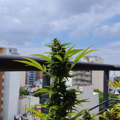 Skunks barcelonienses growlog photo: las peques del balcon