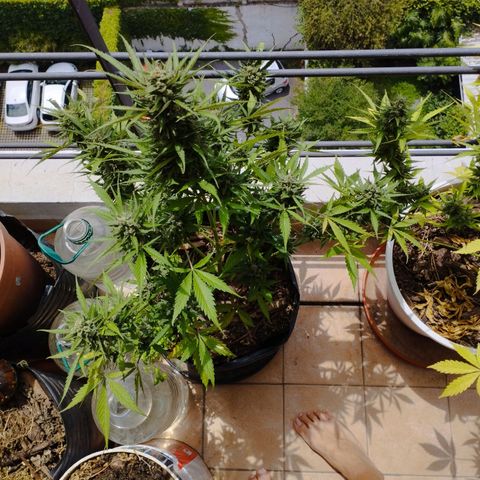 Skunks barcelonienses growlog photo: las peques del balcon