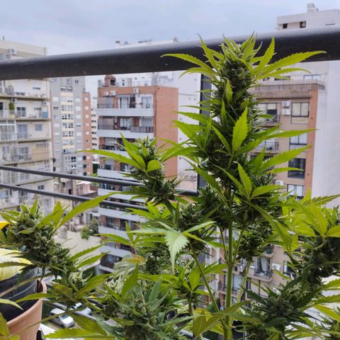 Skunks barcelonienses growlog photo: las peques del balcon
