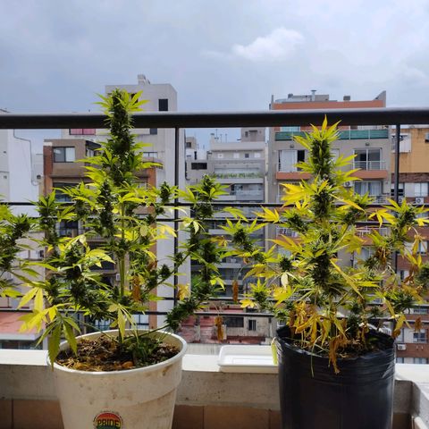 Skunks barcelonienses growlog photo: las peques del balcon