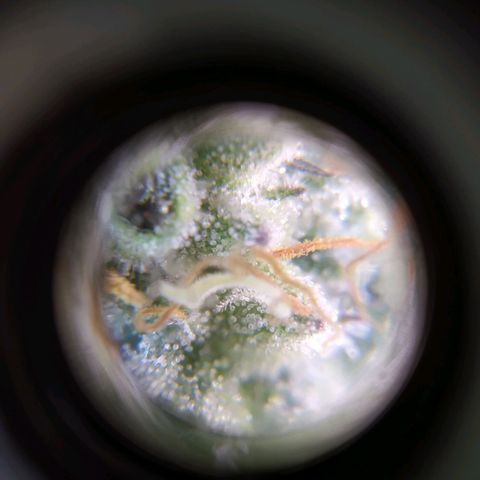 ext 23-24 growlog timeline photo