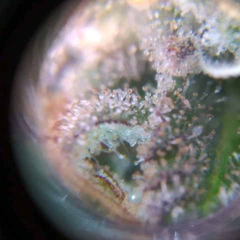 ext 23-24 growlog timeline photo