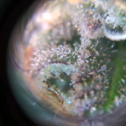 ext 23-24 growlog timeline photo